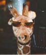 Giraffenbrille